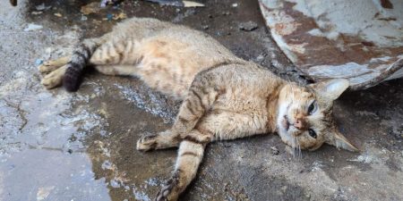 මියගොස් සිටි කැළෑ බළලෙකුගේ සිරුරක් හමුවෙයි