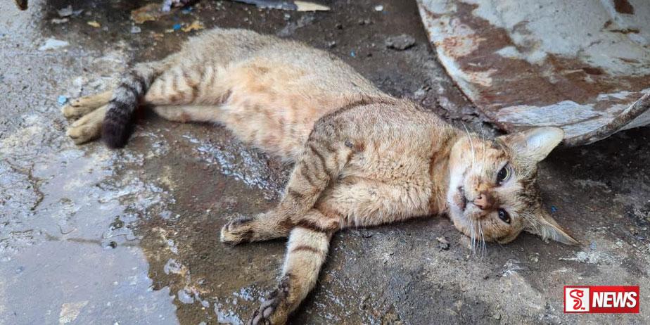 මියගොස් සිටි කැළෑ බළලෙකුගේ සිරුරක් හමුවෙයි