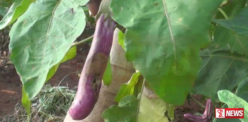 බටු ගොවීන්ට ප්රශ්න වැලක් ?