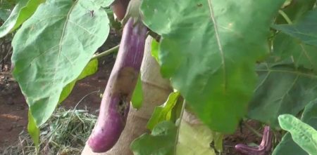 බටු ගොවීන්ට ප්රශ්න වැලක් ?