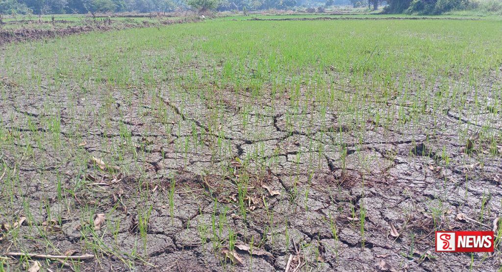 වර්ෂාව නොමැතිව ගොවීන් අසරණ වෙලා