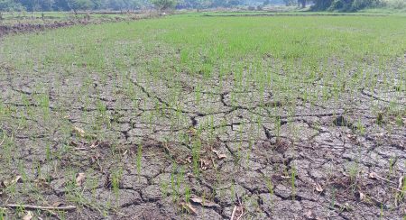 වර්ෂාව නොමැතිව ගොවීන් අසරණ වෙලා