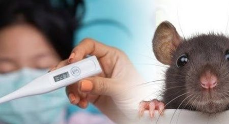 මී උණ ව්යාප්තවීමේ අවධානම ඉහළට