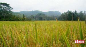 ගොවීන්ගේ ගැටළු විසදීමට විශේෂ සාකච්චාවක්