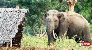 අලි-මිනිස් ගැටුමට රජය ගත පියවර අධිකරණයට ඉදිරිපත් කිරීමට නියෝග