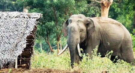 අලි-මිනිස් ගැටුමට රජය ගත පියවර අධිකරණයට ඉදිරිපත් කිරීමට නියෝග