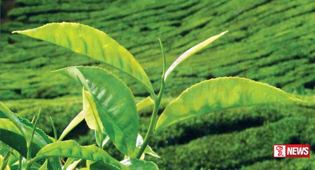 වතුකම්කරුවන්ගේ පමණක් වැටුප් ඉහළ දැමීමේ තීරණය අසාධාරණයි