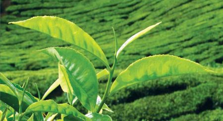 වතුකම්කරුවන්ගේ පමණක් වැටුප් ඉහළ දැමීමේ තීරණය අසාධාරණයි