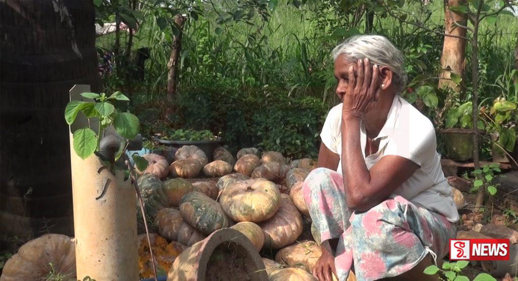 වට්ටක්කා ගොවියා වලපල්ලට අස්වැන්න ඉවතට