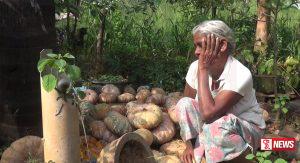 වට්ටක්කා ගොවියා වලපල්ලට අස්වනු වලට මිලක් නොමැතිව වට්ටක්කා අස්වැන්න ඉවතට