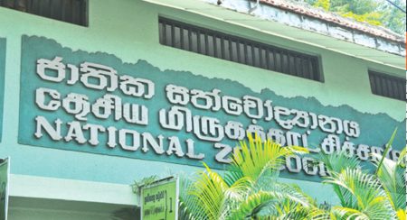 ජාතික සත්වෝද්යාන නැරඹීමට පැමිණි සංඛ්යාව5%වර්ධනයක්