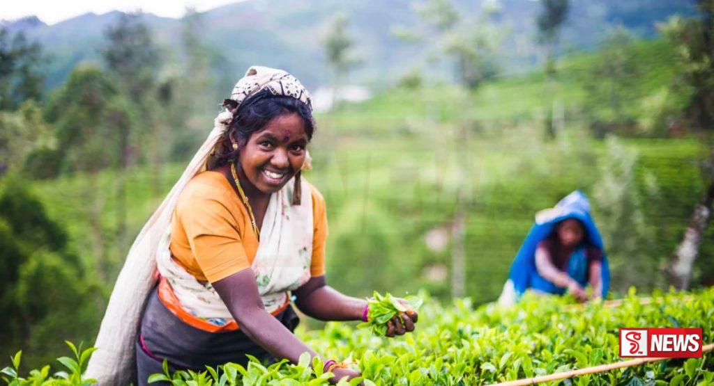 වතු කම්කරුවන්ගෙන් රජයට ප්රසංසා