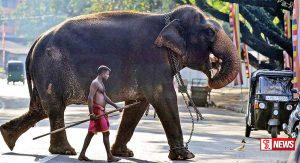 ශ්රී ලංකාවේ හීලා අලි ඇතුන්ගේ භාරකරුවන් මහා නායක හිමිවරුන් හමුවට