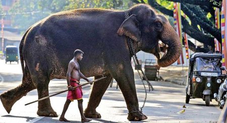 ශ්රී ලංකාවේ හීලා අලි ඇතුන්ගේ භාරකරුවන් මහා නායක හිමිවරුන් හමුවට