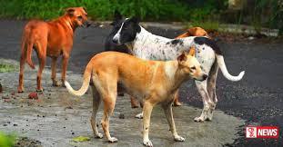 සුනඛ සපාකෑම් ඉහළට