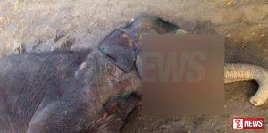 කුසගින්නට ගත් ආහාරයේ හක්කපටස් තිබිලා – අලි පැටවෙකු ලෙඩ වෙලා