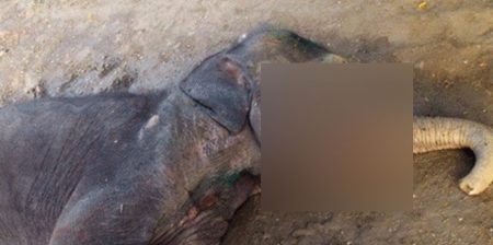 කුසගින්නට ගත් ආහාරයේ හක්කපටස් තිබිලා – අලි පැටවෙකු ලෙඩ වෙලා