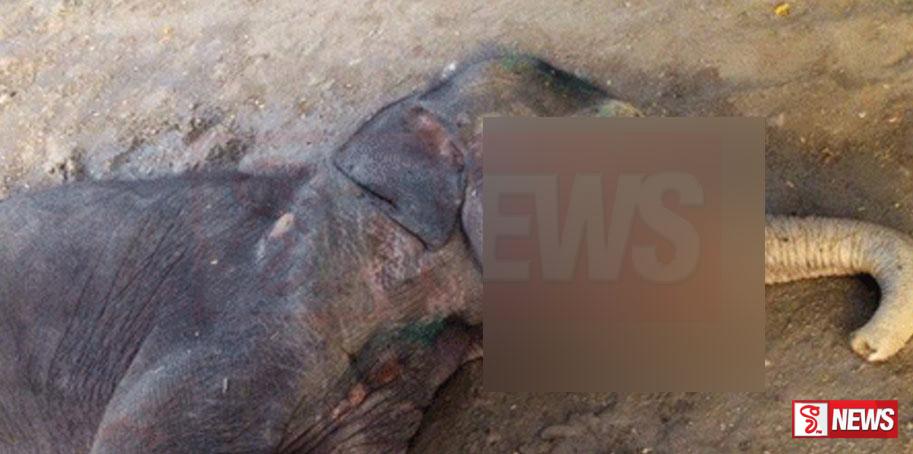 කුසගින්නට ගත් ආහාරයේ හක්කපටස් තිබිලා – අලි පැටවෙකු ලෙඩ වෙලා