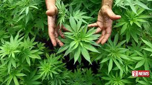 හල්දුම්මුල්ල රක්ෂිතයේ  කංසා හේන් 6ක් විනාශ කෙරේ