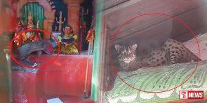 දෙවියන් වදින්න යද්දි දෙවියන් ළඟ හඳුන් දිවියෙක්