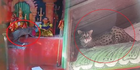 දෙවියන් වදින්න යද්දි දෙවියන් ළඟ හඳුන් දිවියෙක්