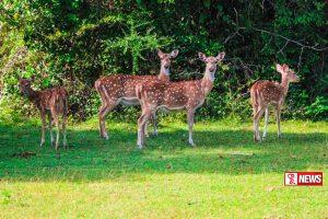 වසා තිබූ වනෝද්යාන රැසක් යලි විවෘත කෙරෙයි