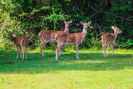 වසා තිබූ වනෝද්යාන රැසක් යලි විවෘත කෙරෙයි