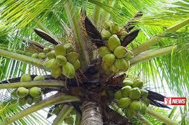 ආපදා හේතුවෙන් විනාශ වූ පොල්ගස් සදහා වන්දී මුදලක්