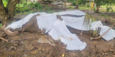 සීප්පුකුලම වන අලියාට ගිනි තැබීමේ සිද්ධියේ සැකකරුවන් රක්ෂිත බන්ධනාගාරයට