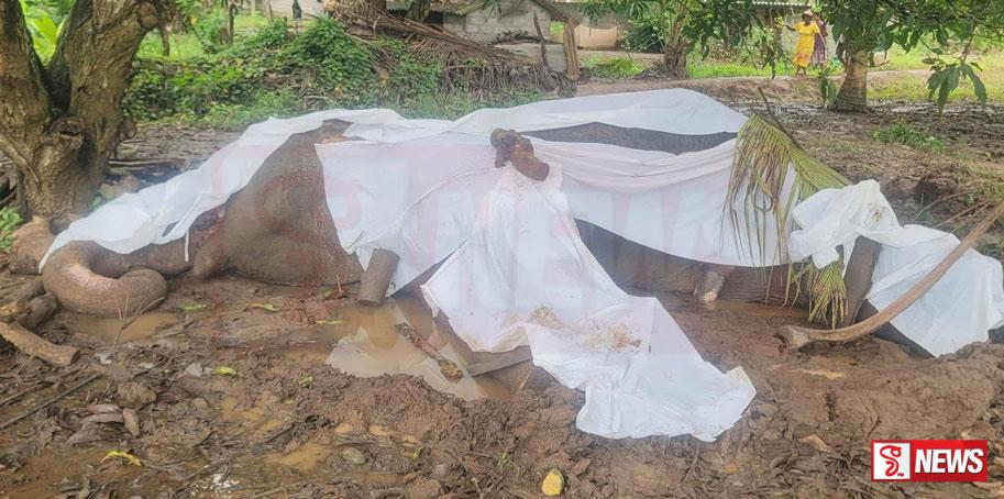 සීප්පුකුලම වන අලියාට ගිනි තැබීමේ සිද්ධියේ සැකකරුවන් රක්ෂිත බන්ධනාගාරයට