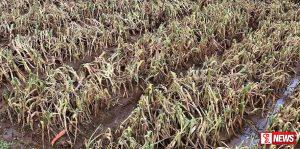 ගංවතුරෙන් එළවළු වගාවට දැඩි හානි