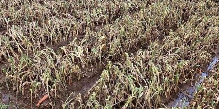 ගංවතුරෙන් එළවළු වගාවට දැඩි හානි