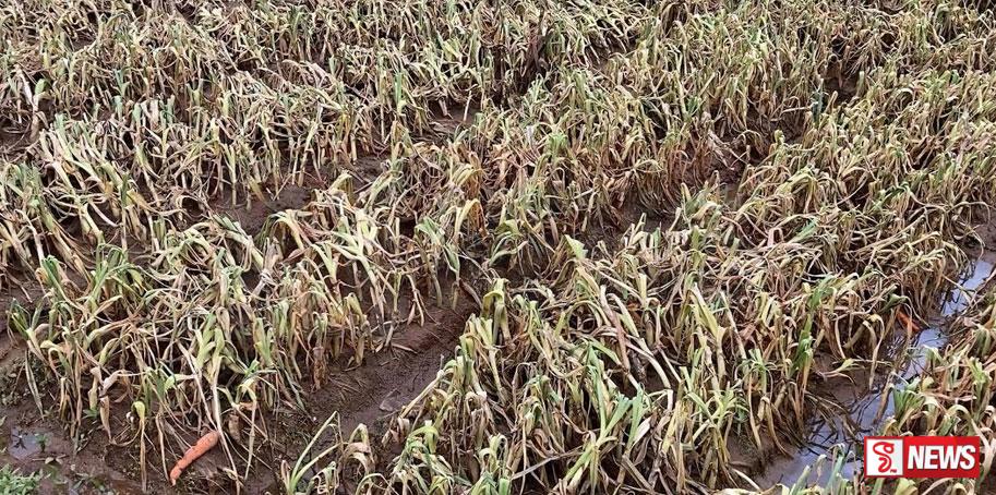 ගංවතුරෙන් එළවළු වගාවට දැඩි හානි