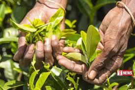 වතු සේවක දෛනික වැටුප් වැඩිකිරීමේ ගිවිසුමට අත්සන් තැබෙයි