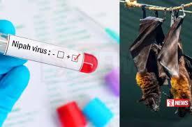නීපා වෛරසය ගැන අනියත බියක් ඇති කර ගන්න එපා – සෞඛ්ය අංශවලින් දැනුම් දීමක්