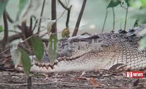 කිඹුලෙකු ඩැහැගෙන ගිය පුද්ගලයෙකු අතුරුදන් වෙයි