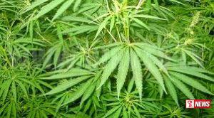 ලක්ෂ 50කට අධික ගංජා හේනක් වටලයි