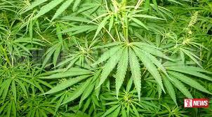 ලක්ෂ 50කට අධික ගංජා හේනක් වටලයි