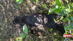 මියගොස් සිටි කඳුකර කළු කොටි පැටවෙකුගේ සිරුරක් හමුවෙයි