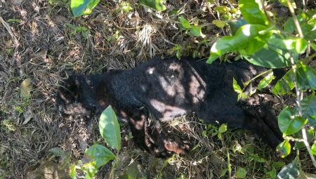 මියගොස් සිටි කඳුකර කළු කොටි පැටවෙකුගේ සිරුරක් හමුවෙයි