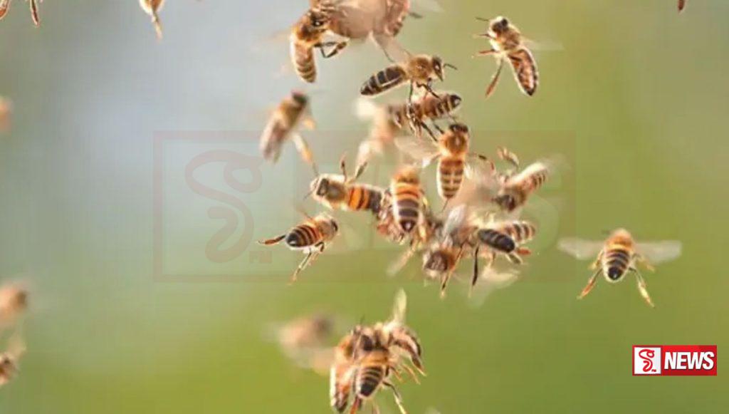 පේරා සිසුන් හයකට සහ කාර්ය මණ්ඩලයේ දෙදෙනෙකුට බඹර ප්රහාරයක්