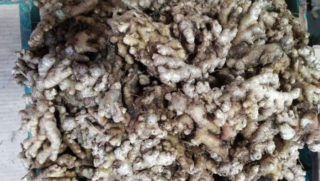 අමු ඉඟුරු මිල ඉහළට