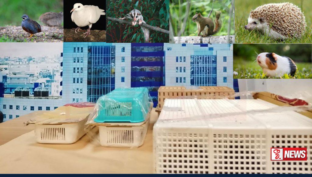 නීති විරෝධීව සුරතල් සතුන් ගෙන ආ සැකකරුවෙක් අත්අඩංගුවට