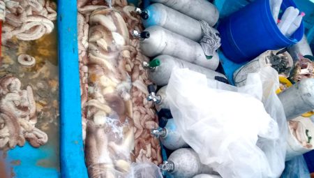 නීති විරෝධීව මුහුදු කූඩැල්ලන් ඇල්ලූ සිව්දෙනෙක් අත්අඩංගුවට