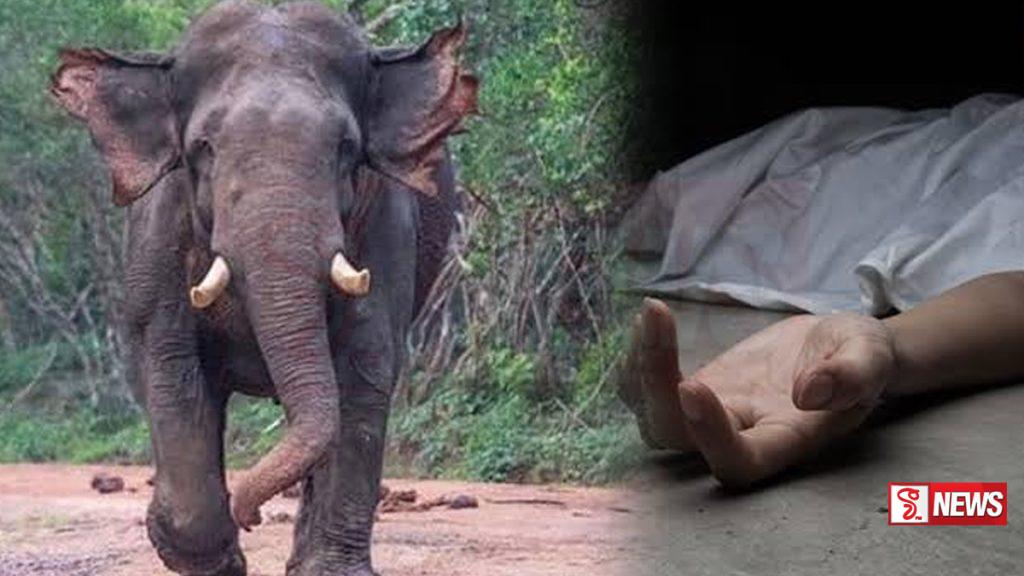 වනඅලි ප්රහාරයකින් කාන්තාවක් මරුට