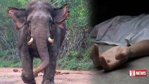 වනඅලි ප්රහාරයකින් කාන්තාවක් මරුට