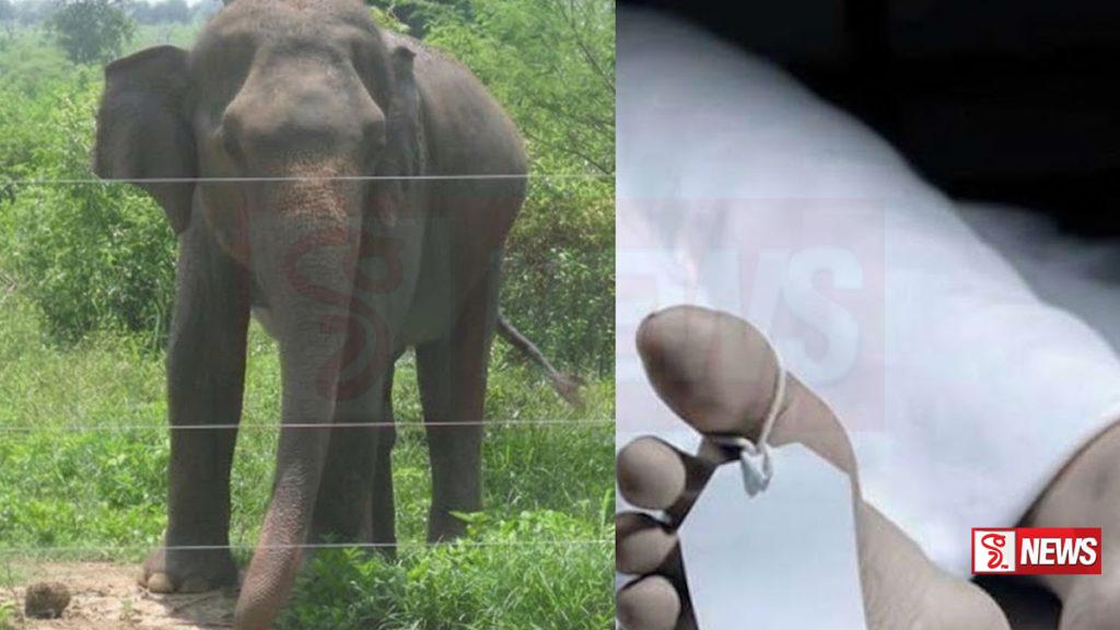 වන අලි ප්රහාරයකින් පුද්ගලයෙකු ජීවිතක්ෂයට