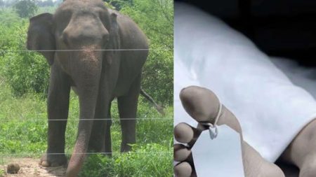 වන අලි ප්රහාරයකින් පුද්ගලයෙකු මරුට