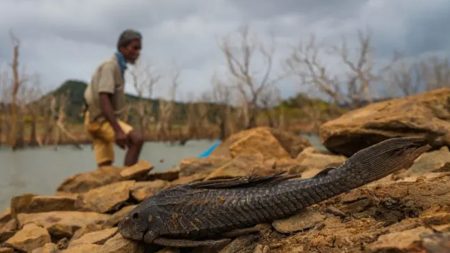 එල් නිනෝ තත්ත්වය ගැන කාලගුණයෙන් දැනුම්දීමක්