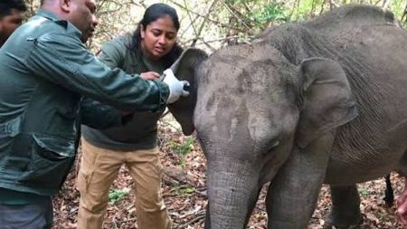 වනජීවී පශු වෛද්යවරුන්ගේ වෘත්තීය ක්රියාමාර්ගයට මාස 2 ක් ඉක්මවයි